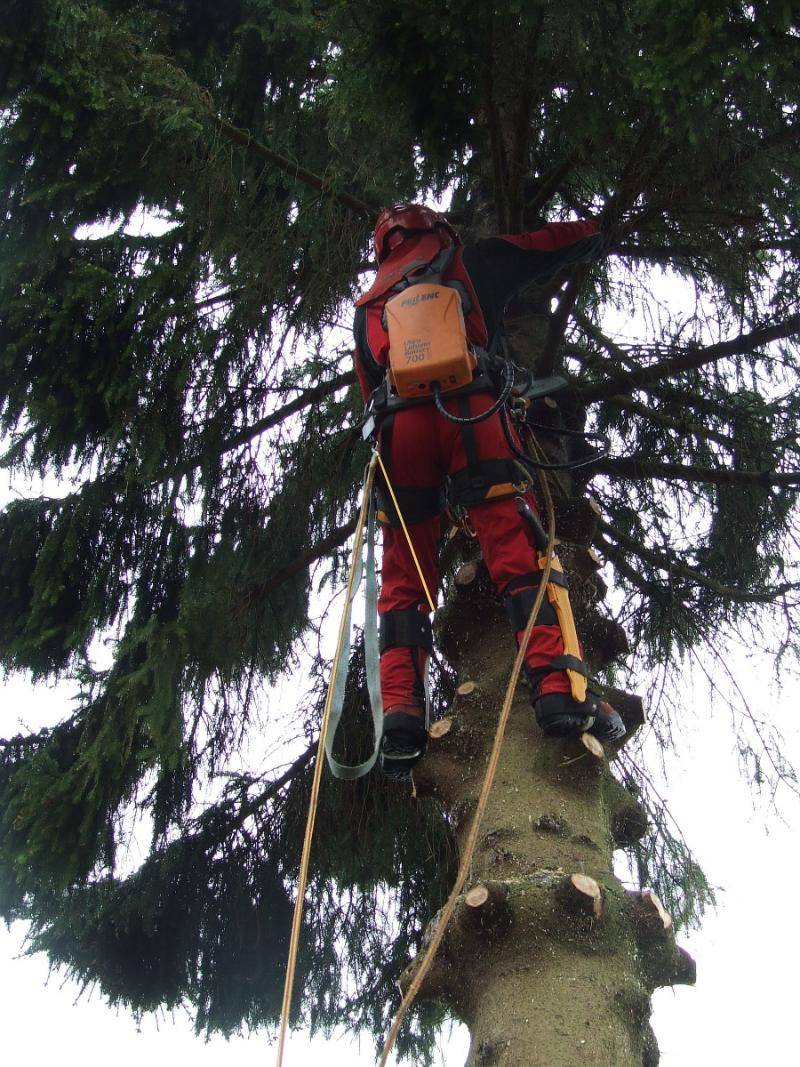 Élagage et abattage d'arbres