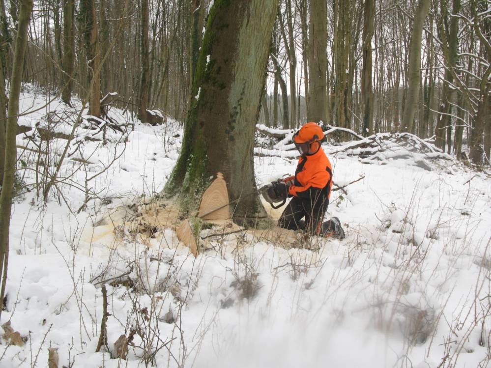 Abattage d'arbres Abattage d'arbres