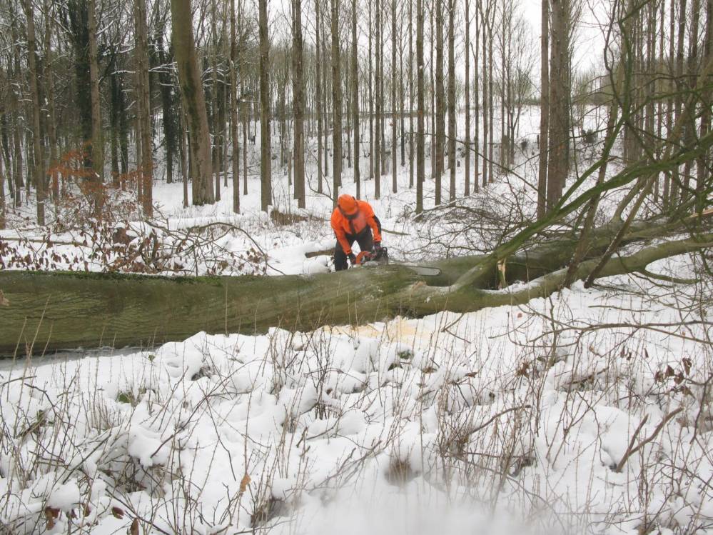 Abattage d'arbres Abattage d'arbres